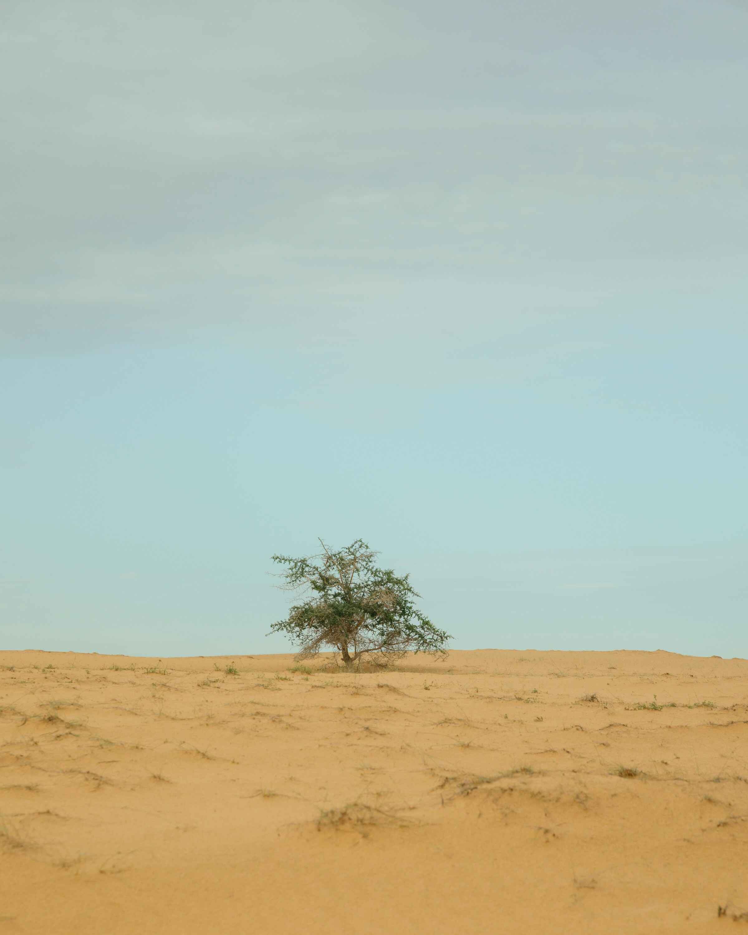 green tree on sand in kébémer, senegal